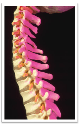 pink spine